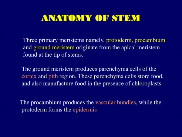 The ground meristem produces parenchyma cells of the
