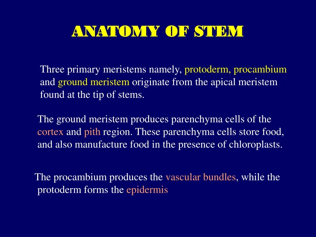 anatomy of stem