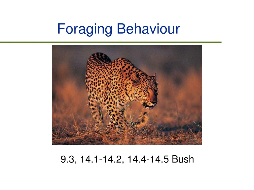 foraging behaviour