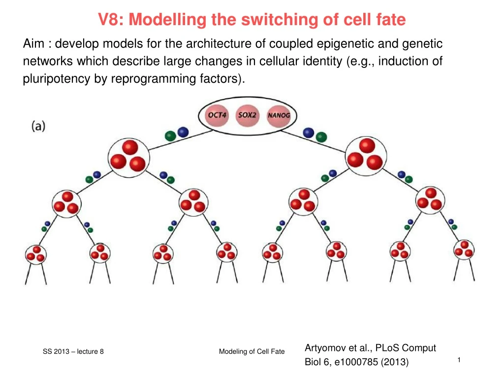 v8 modelling the switching of cell fate