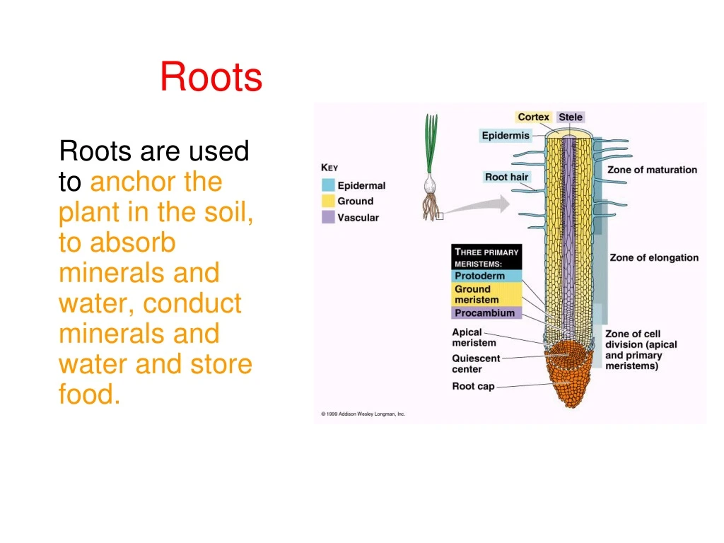 roots