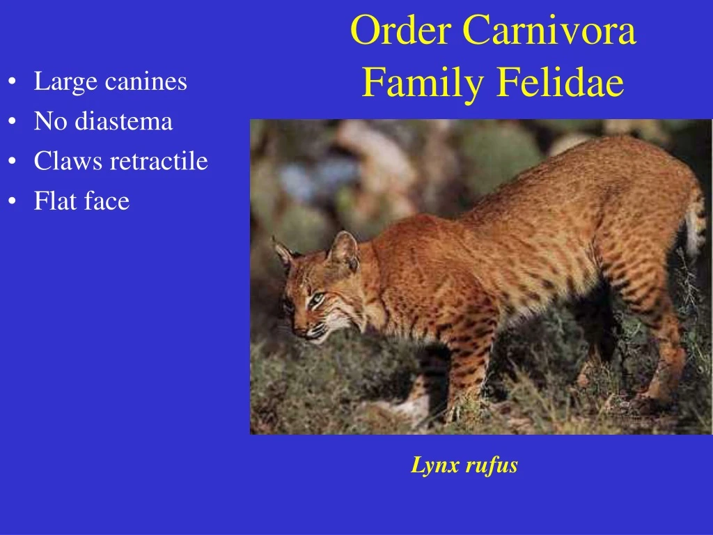 order carnivora family felidae