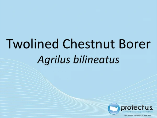 Twolined Chestnut Borer Agrilus bilineatus