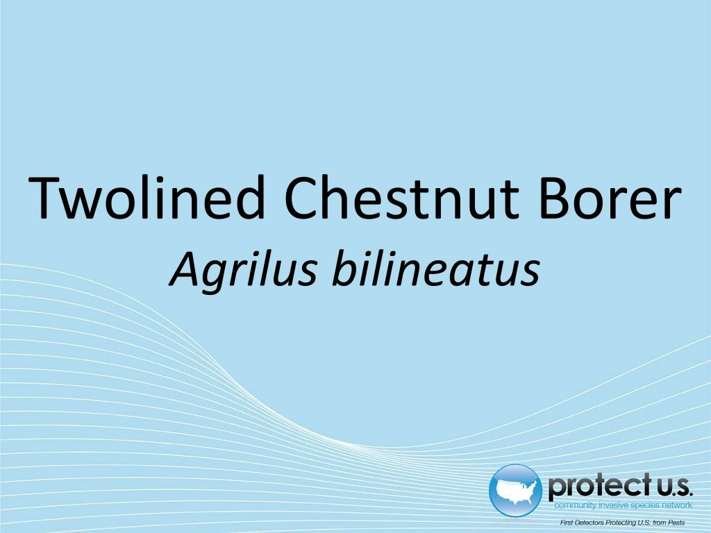 twolined chestnut borer agrilus bilineatus