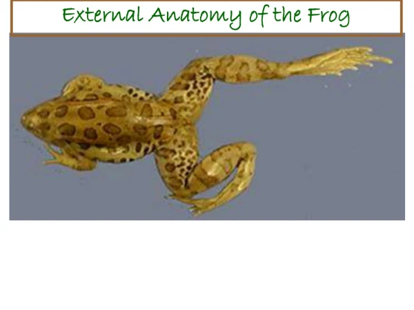 External Anatomy of the Frog