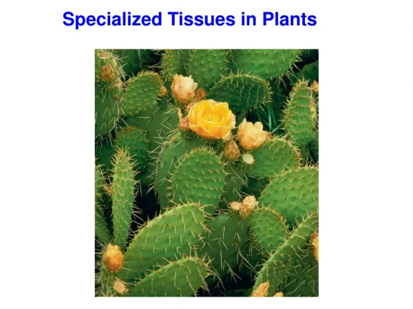 Specialized Tissues in Plants