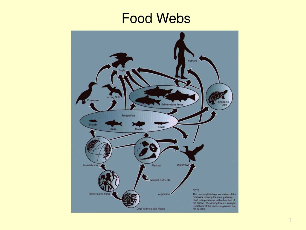 food webs