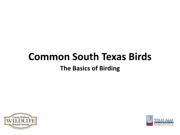 Common South Texas Birds