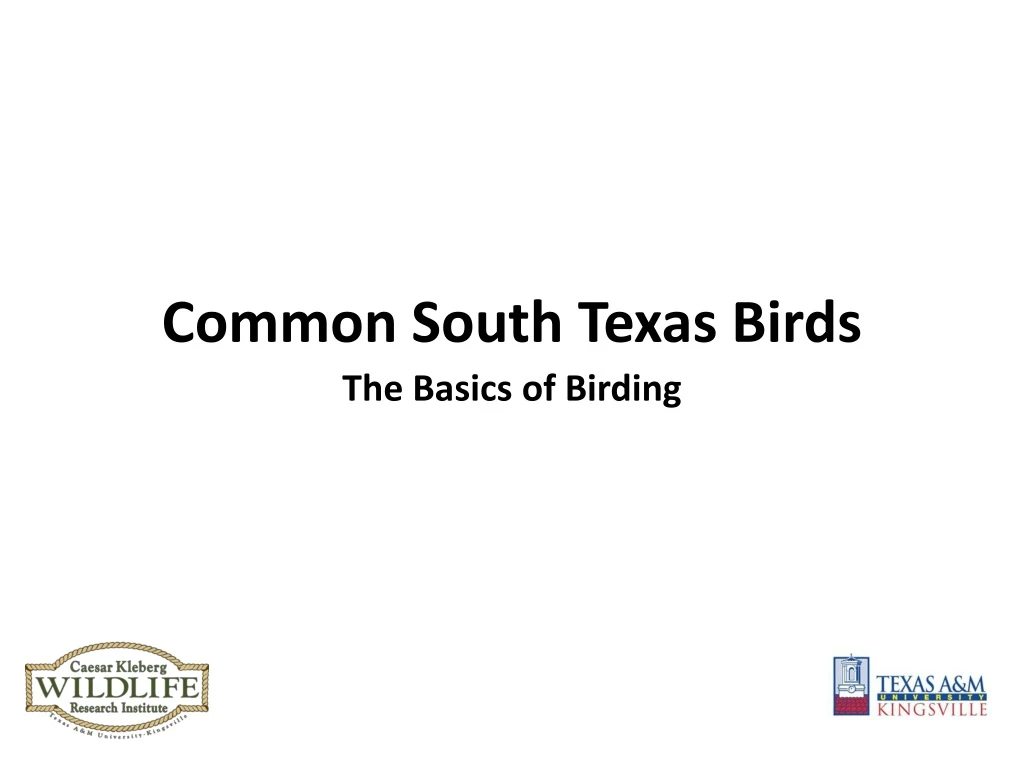 common south texas birds