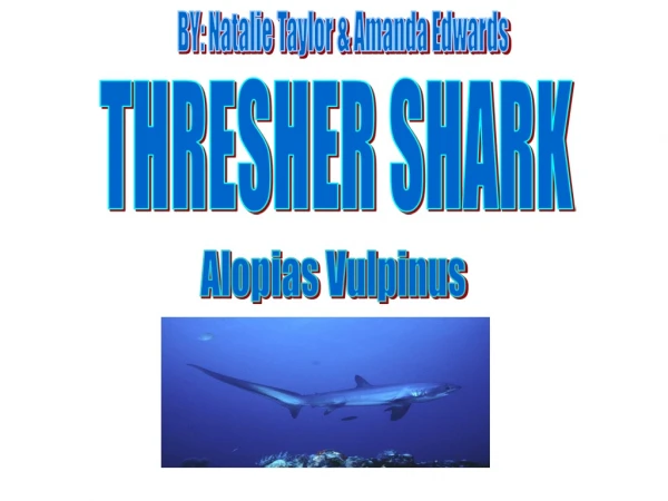 THRESHER SHARK