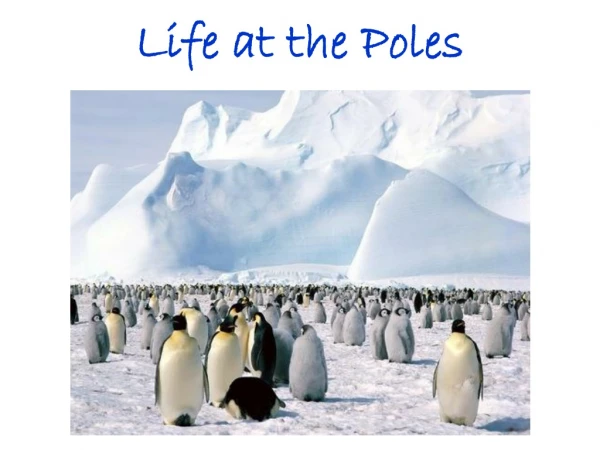 Life at the Poles