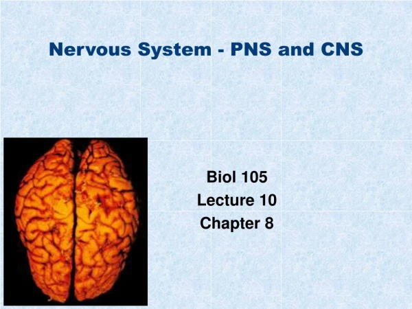 Nervous System - PNS and CNS