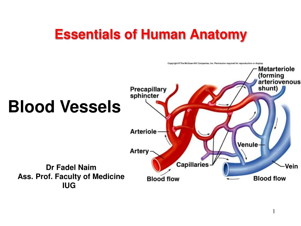 essentials of human anatomy