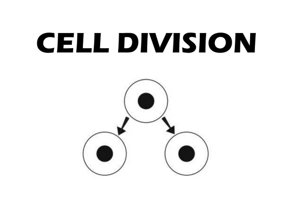 CELL DIVISION