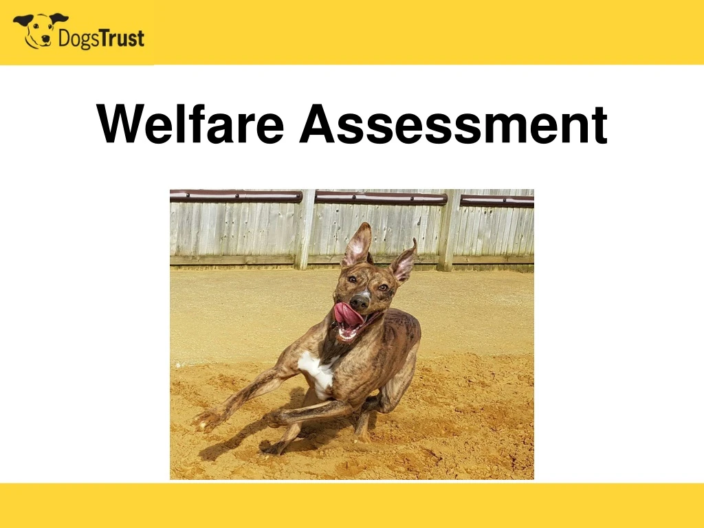 welfare assessment