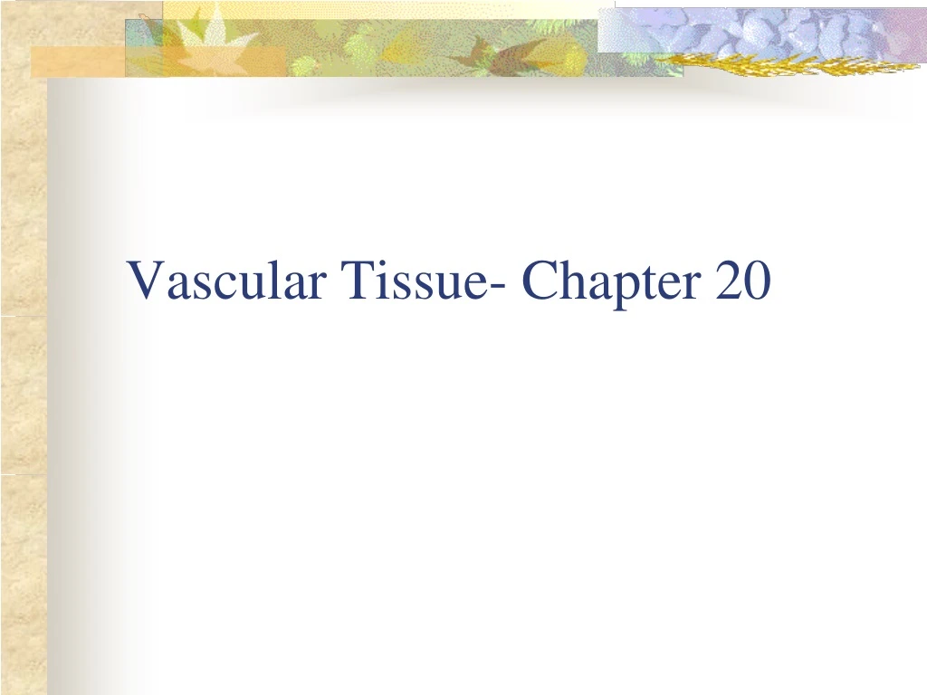 vascular tissue chapter 20