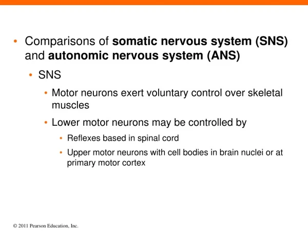 Comparisons of  somatic nervous system (SNS)  and  autonomic nervous system (ANS) SNS