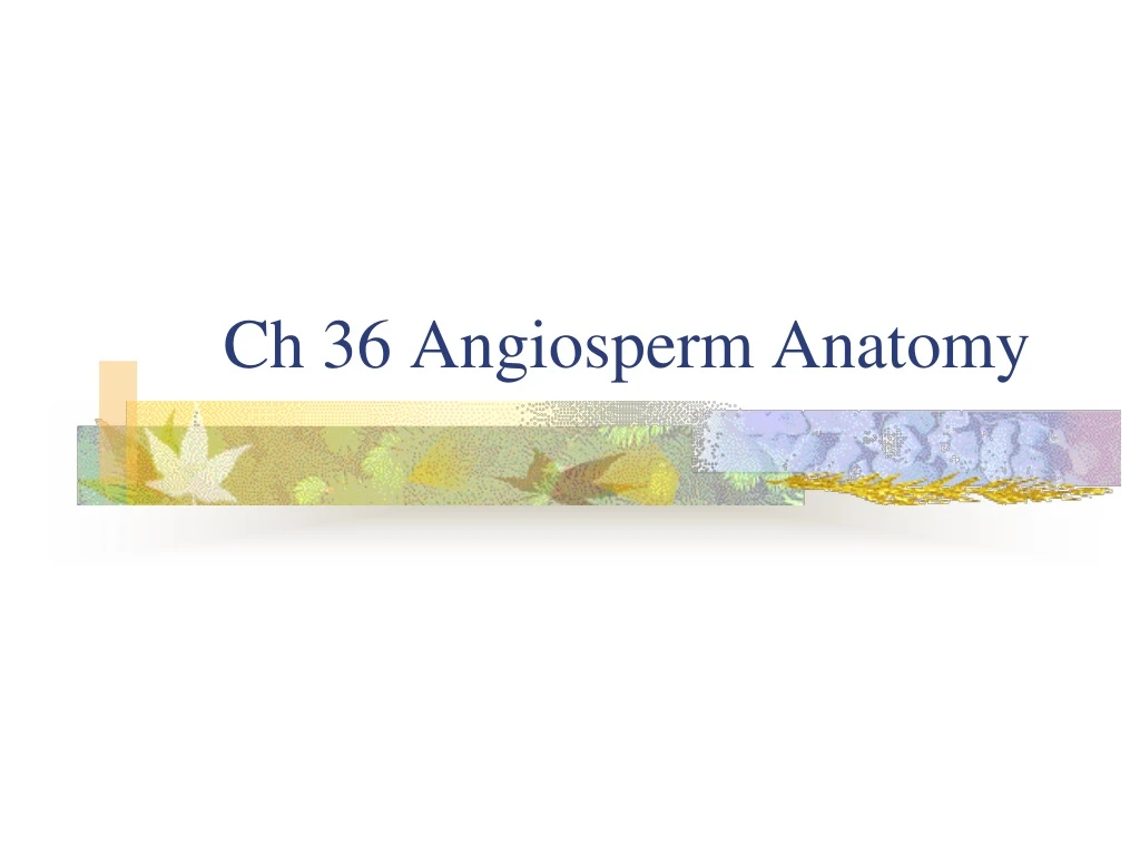 ch 36 angiosperm anatomy