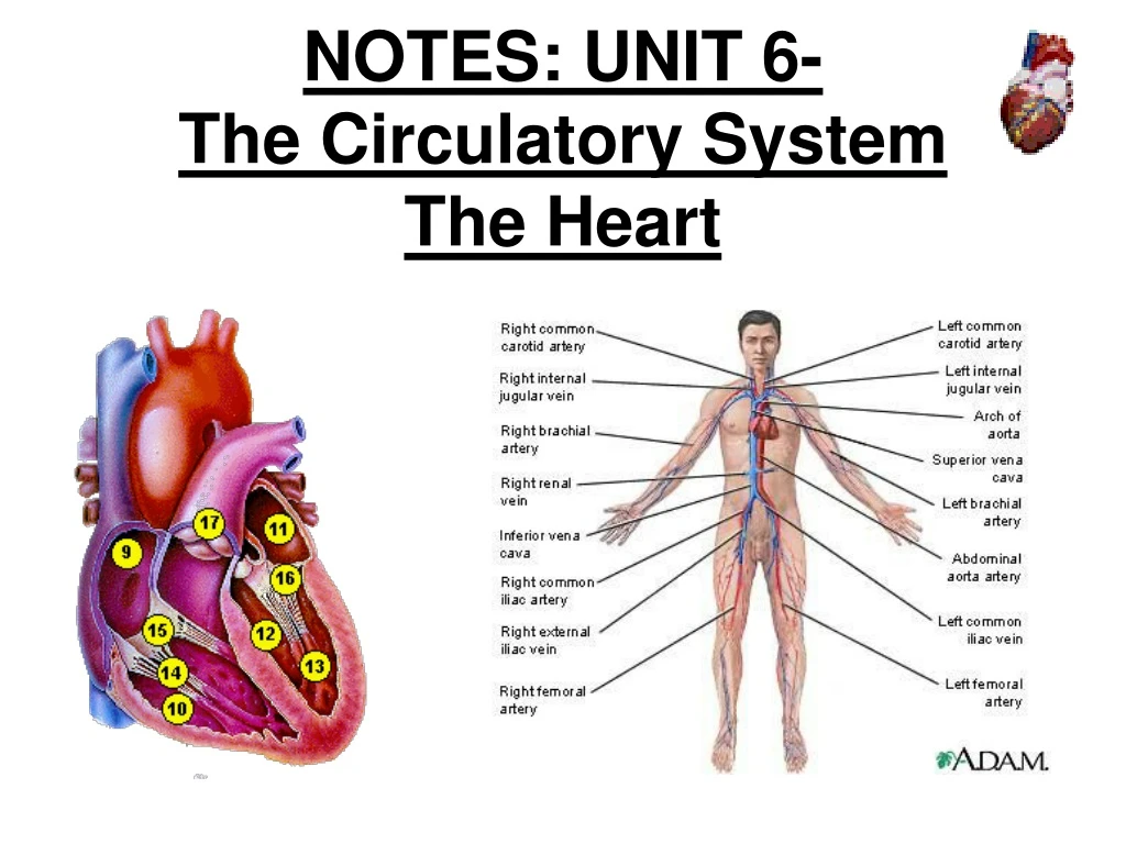 notes unit 6 the circulatory system the heart