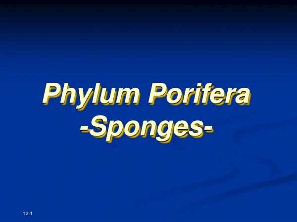 Phylum Porifera -Sponges-
