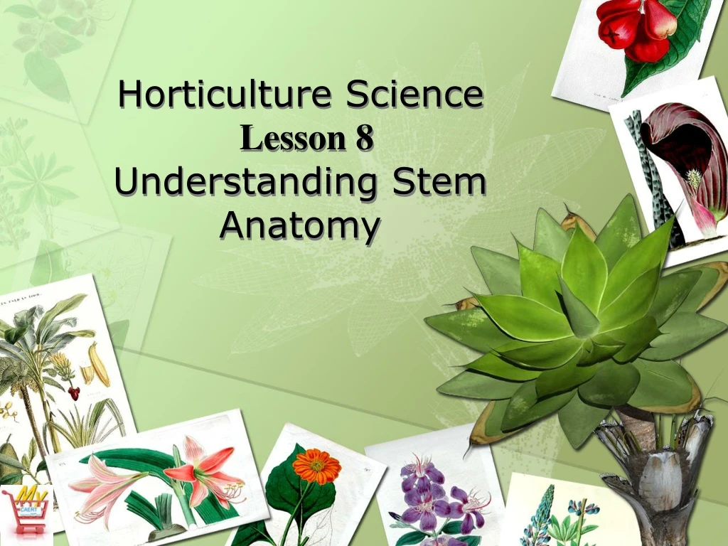 horticulture science lesson 8 understanding stem anatomy