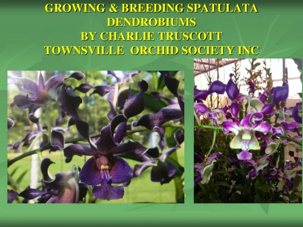 GROWING &amp; BREEDING SPATULATA DENDROBIUMS BY CHARLIE TRUSCOTT TOWNSVILLE  ORCHID SOCIETY INC
