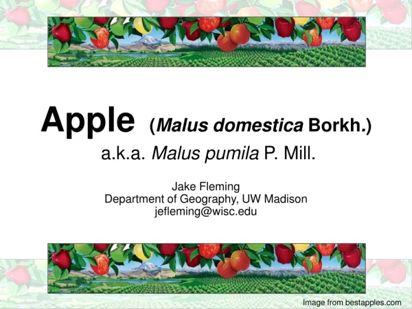 Apple ( Malus domestica  Borkh . ) a.k.a.  Malus pumila  P. Mill.