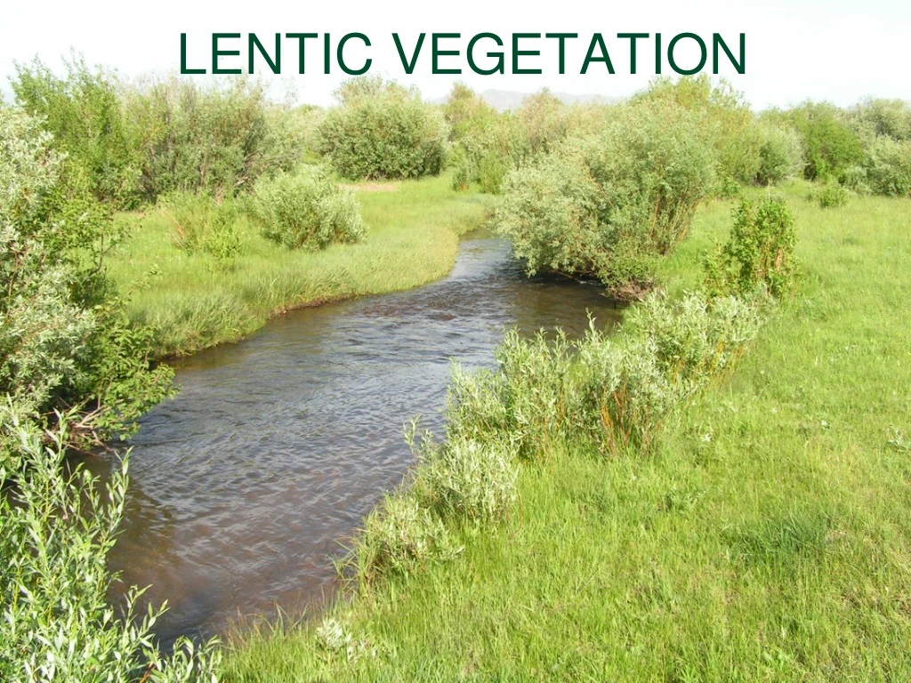lentic vegetation