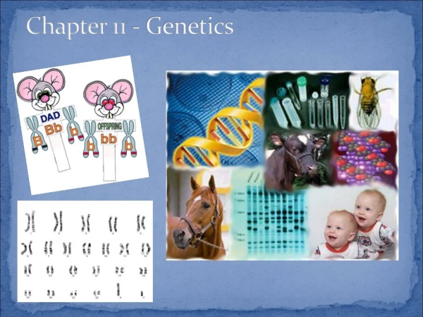 Chapter 11 - Genetics