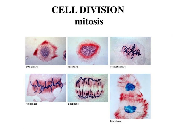 CELL DIVISION   mitosis