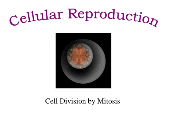 Cell Division by Mitosis