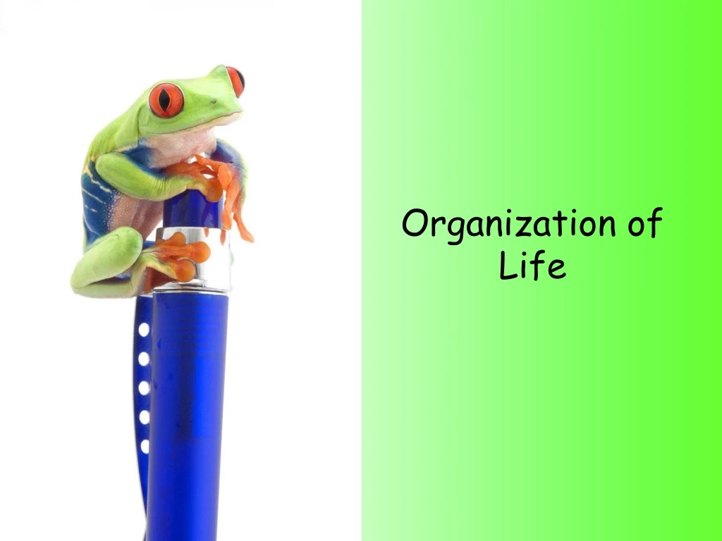 organization of life