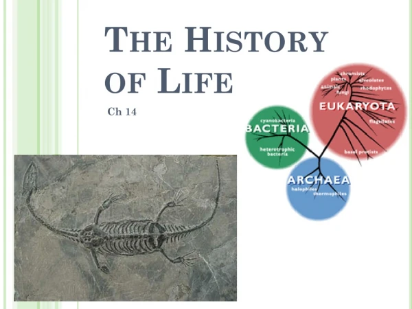 The History of Life