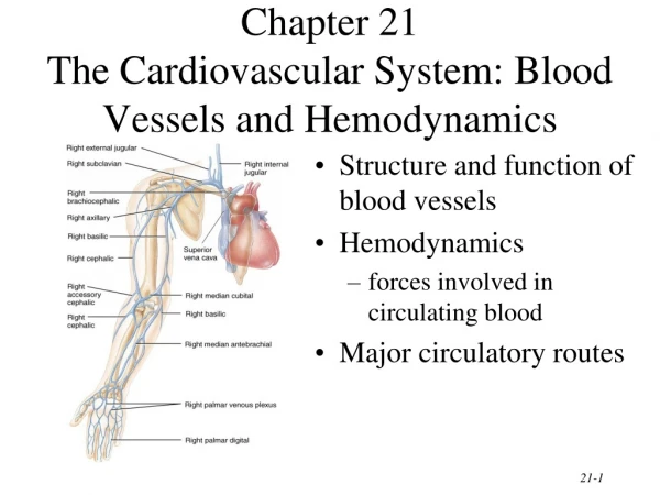 Chapter 21 The Cardiovascular System: Blood Vessels and Hemodynamics