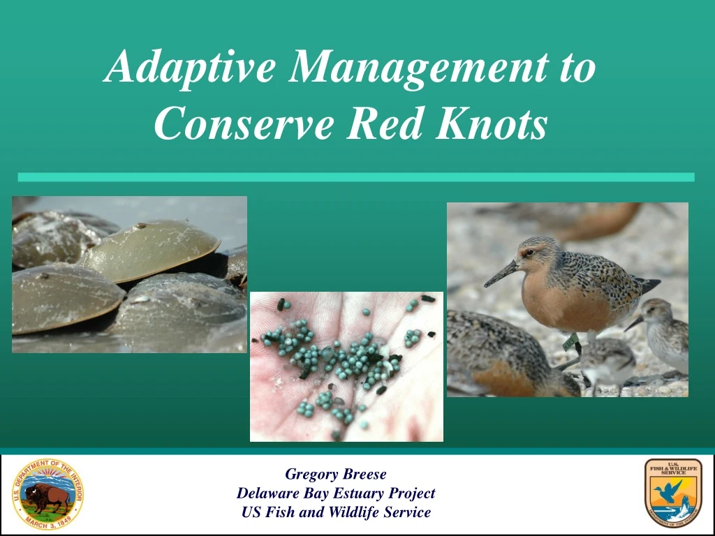 adaptive management to conserve red knots