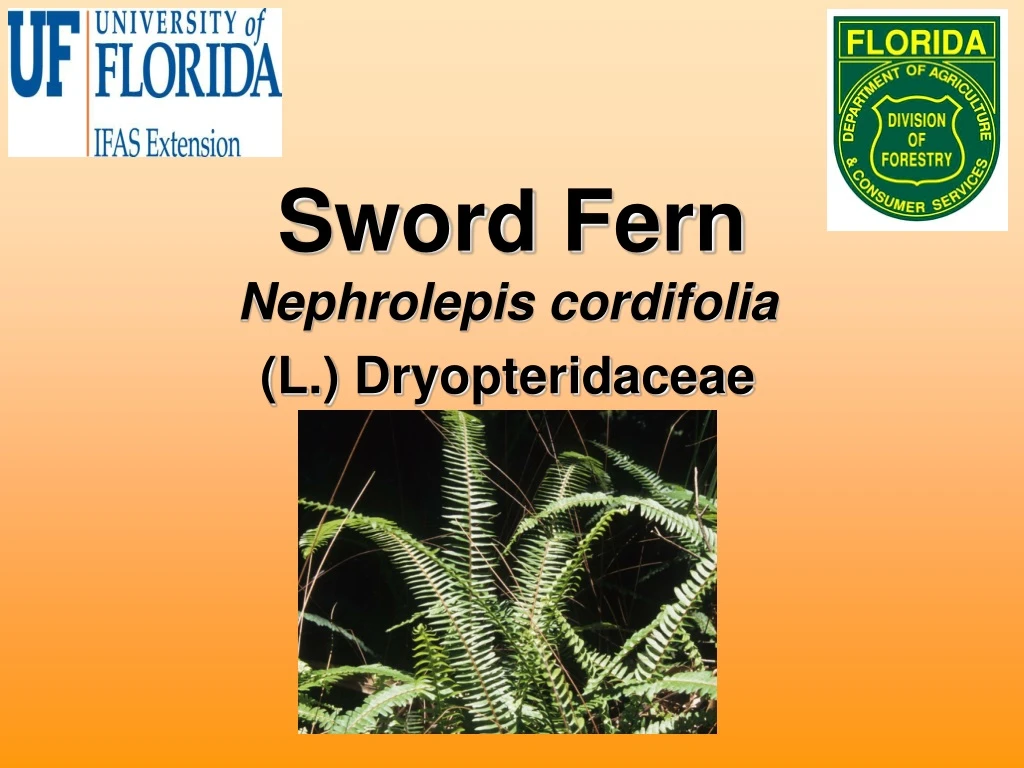 sword fern