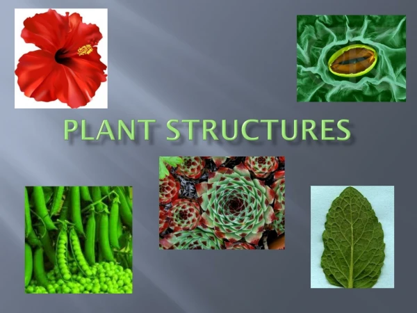 Plant Structures