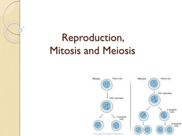 Reproduction,  Mitosis and Meiosis