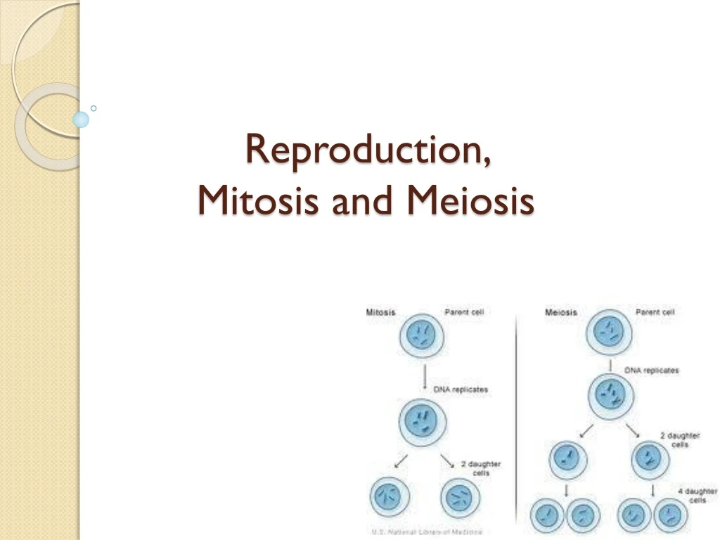 reproduction mitosis and meiosis
