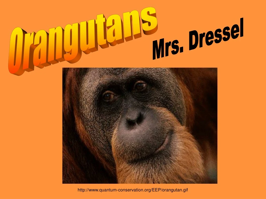 orangutans