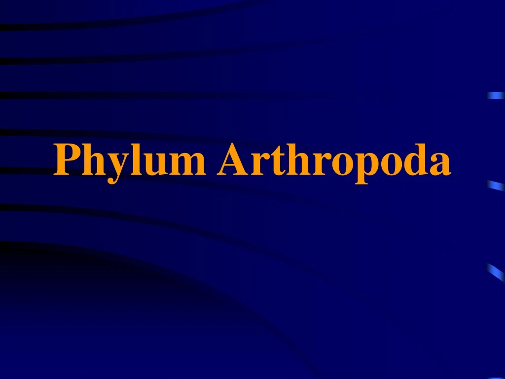 phylum arthropoda