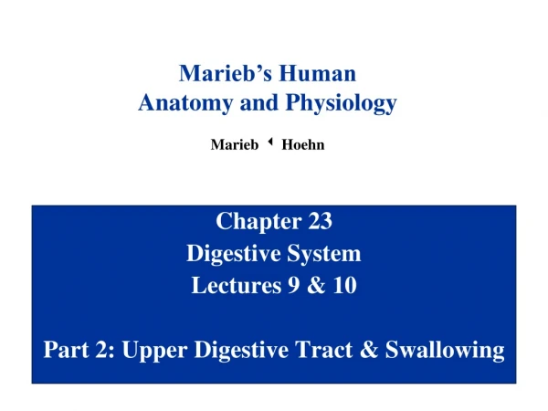 Chapter 23 Digestive System Lectures 9 &amp; 10 Part 2: Upper Digestive Tract &amp; Swallowing