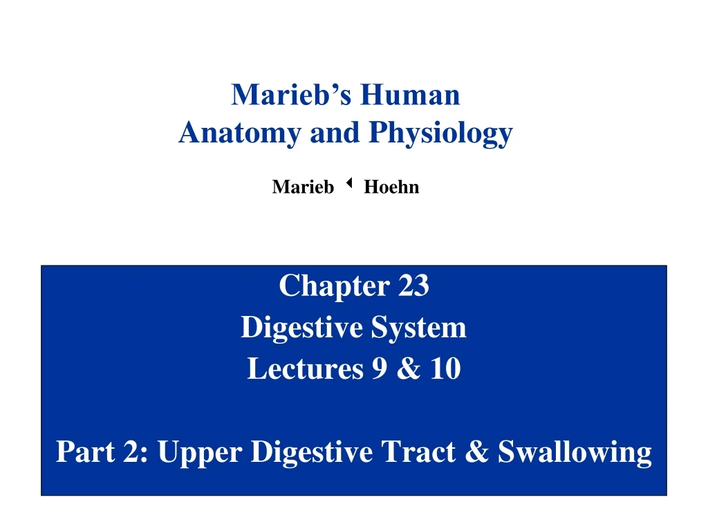 chapter 23 digestive system lectures 9 10 part 2 upper digestive tract swallowing