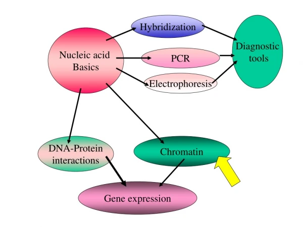 Nucleic acid  Basics