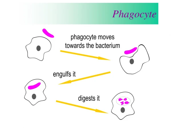 Phagocyte