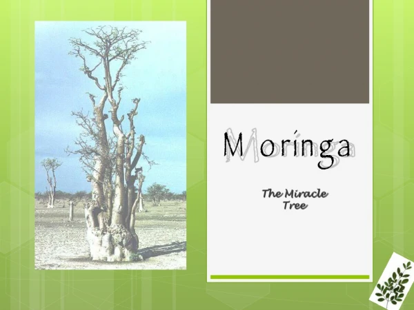 Moringa