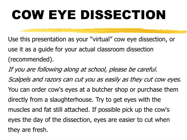 COW EYE DISSECTION