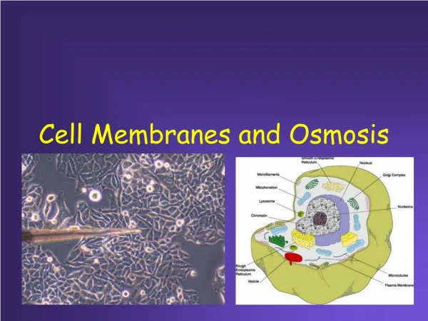 Cell Membranes and Osmosis