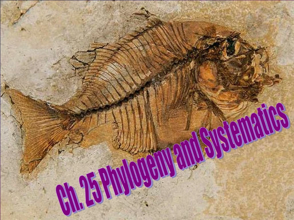 ch 25 phylogeny and systematics