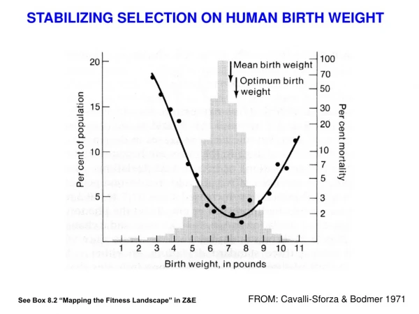 STABILIZING SELECTION ON HUMAN BIRTH WEIGHT